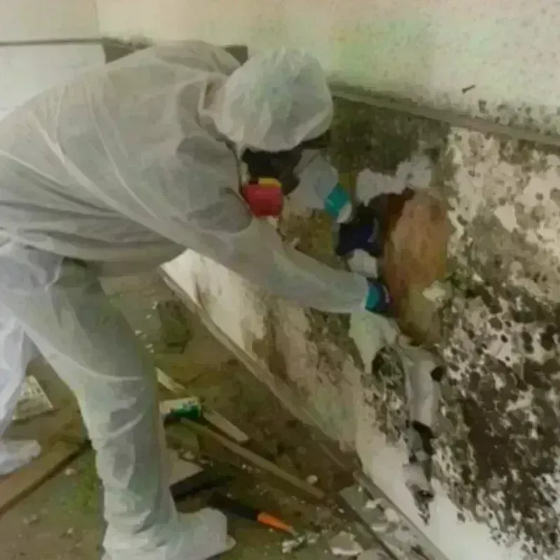 Mold Remediation and Removal in Overton County, TN